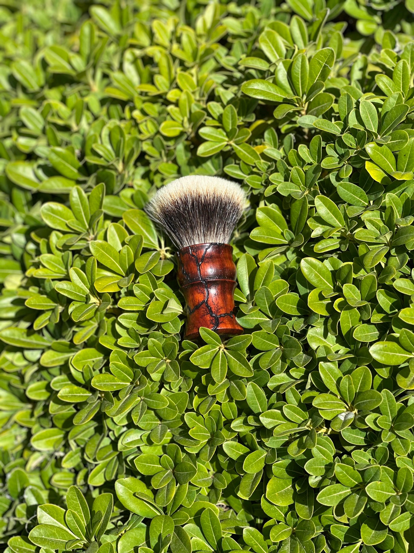African Padauk V4